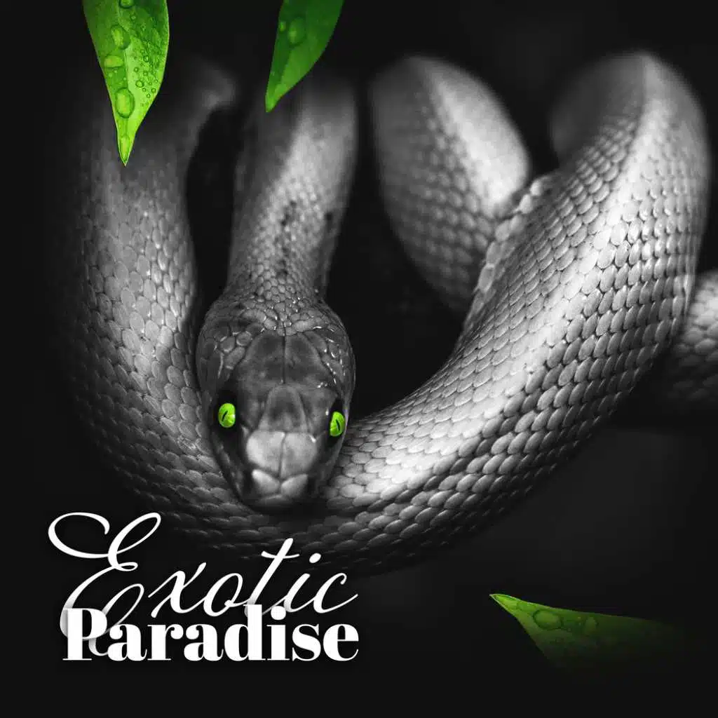 Exotic Paradise - Adventure in the Tropical Rainforest, Explore the Jungle