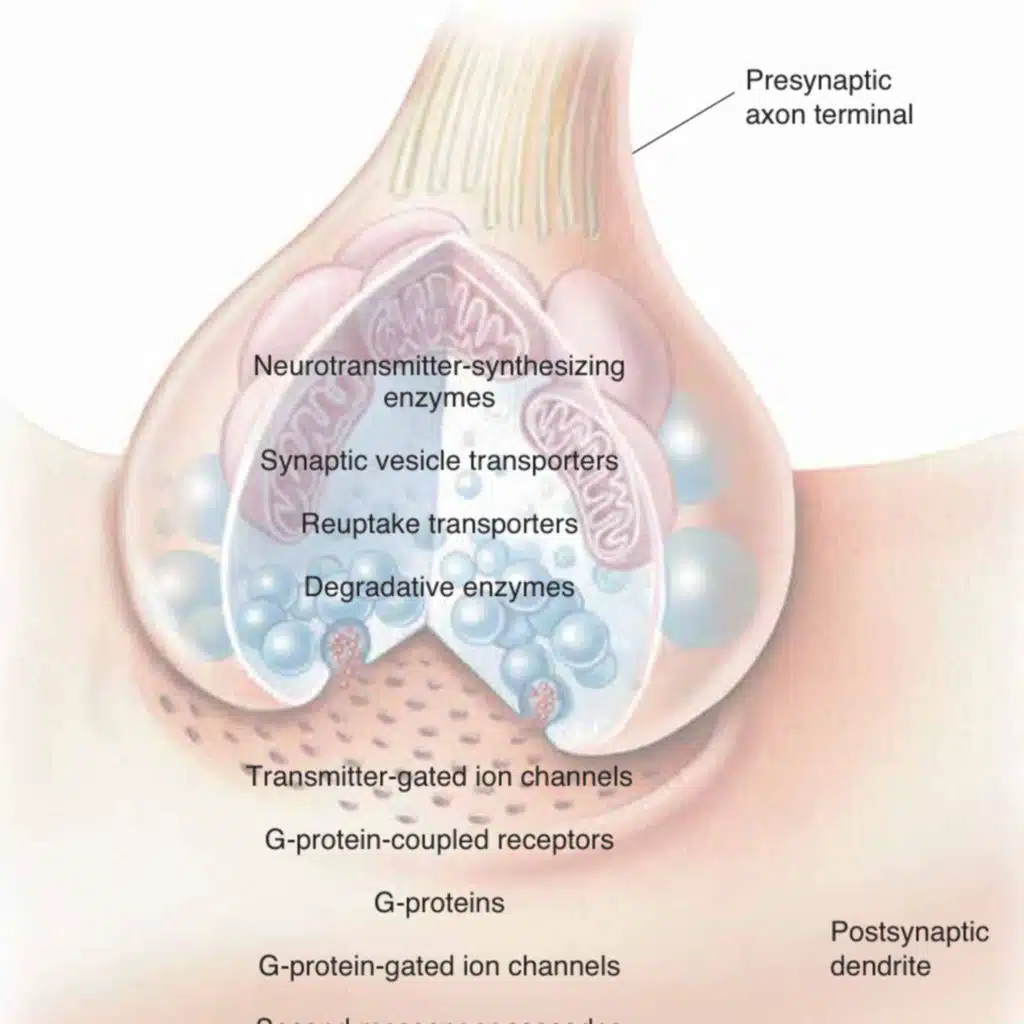Inside the Chemical Machine: How Neurotransmitters and Receptor (Section 1)