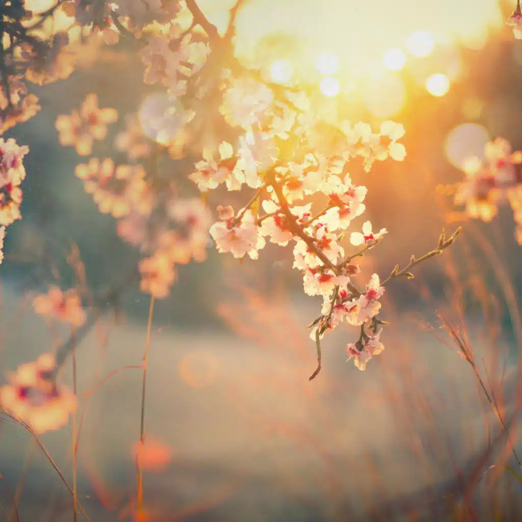 Whispers of the Twilight