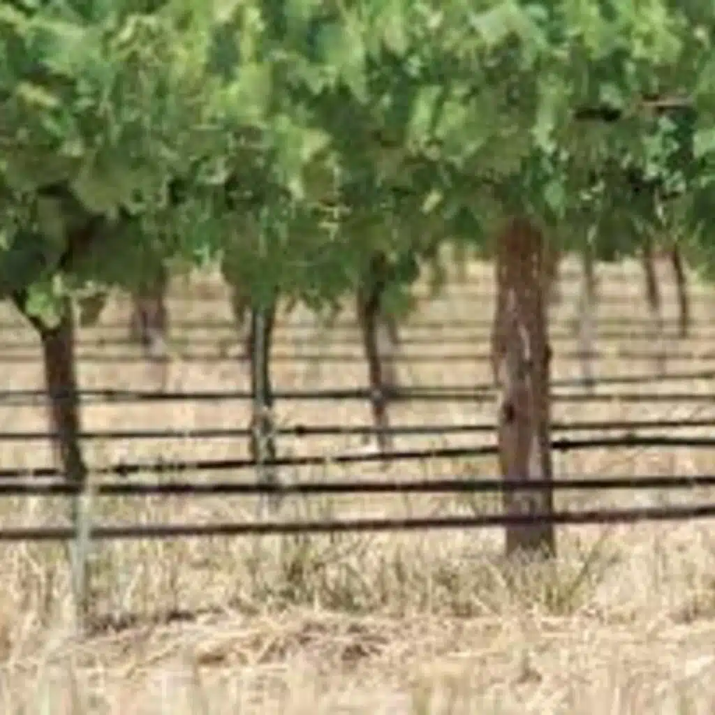 Vineyard irrigation efficiency