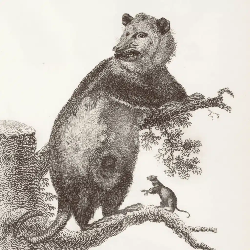 9 Awesome Facts about Opossums
