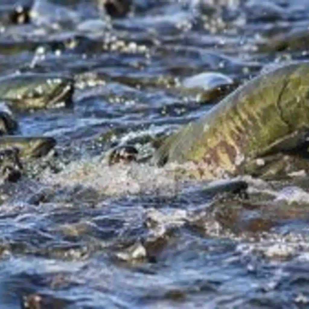 Tuesday, February 17, 2026 – Will limiting commercial trawler bycatch save salmon in Alaska?