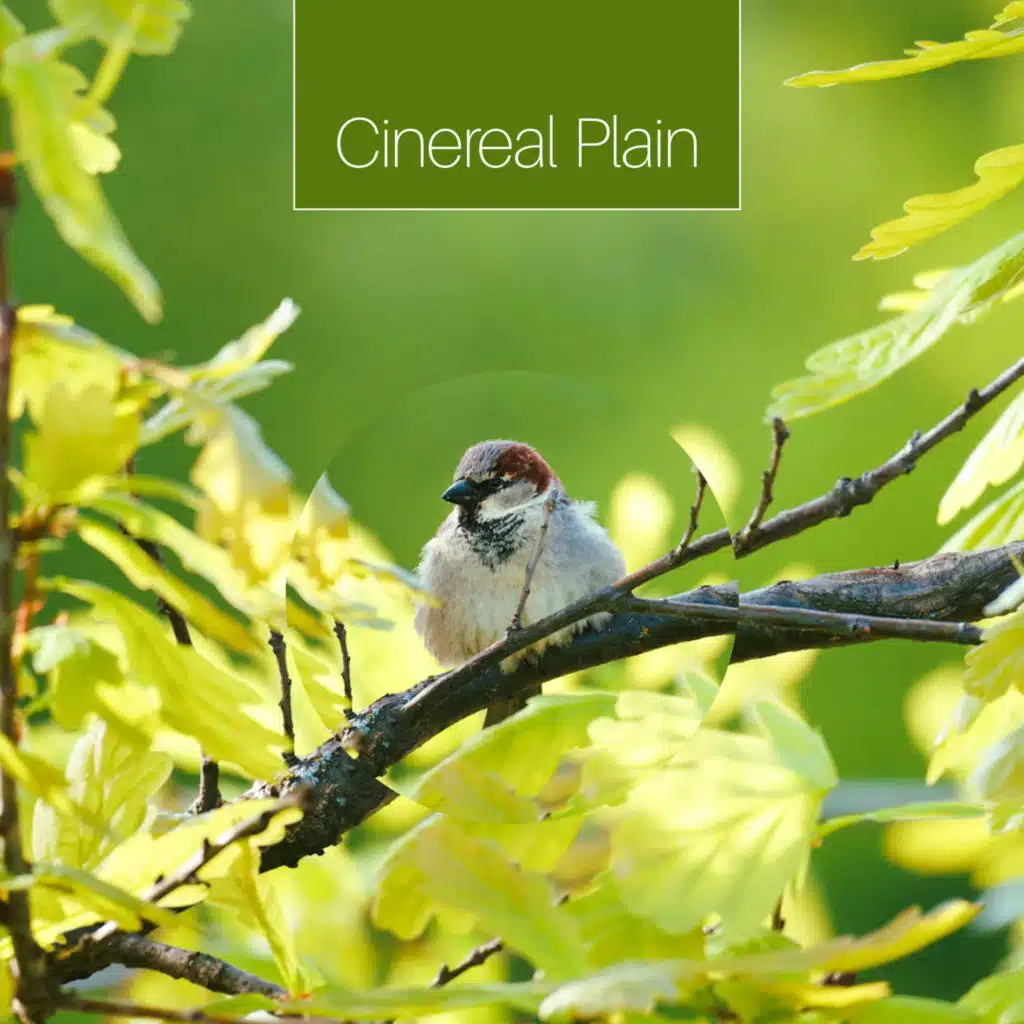 Cinereal Plain