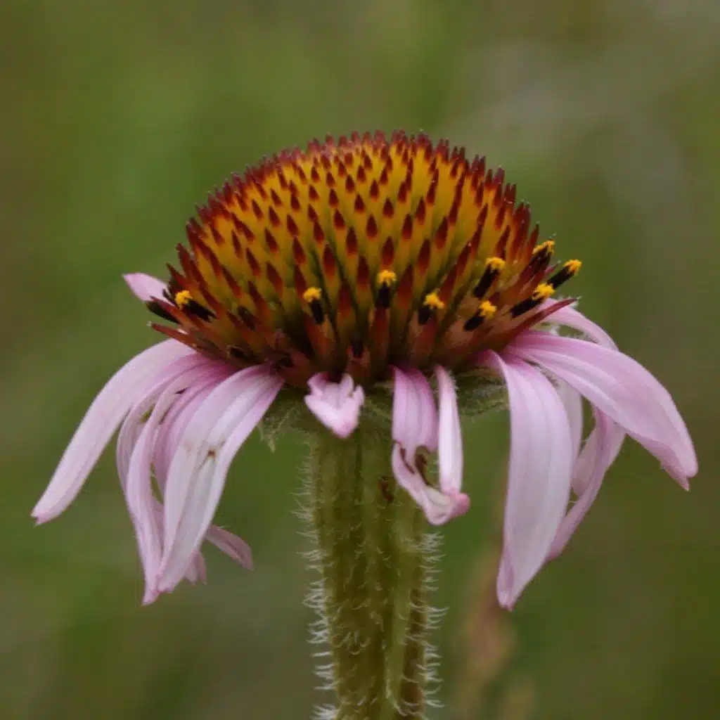 Ep. 443 - Flowers & Fire