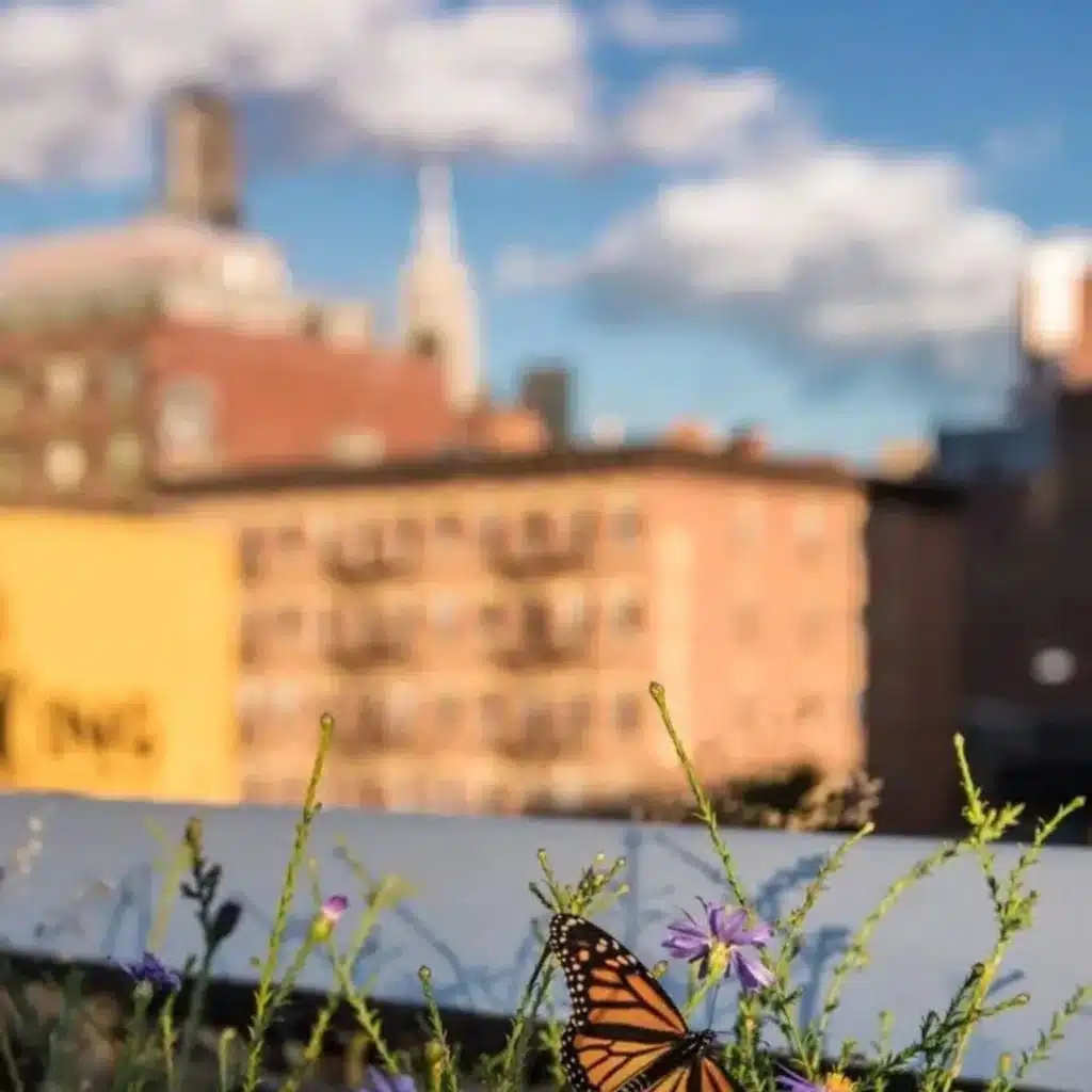 Ep. 533 - Native Plants & Biodiversity on the High Line