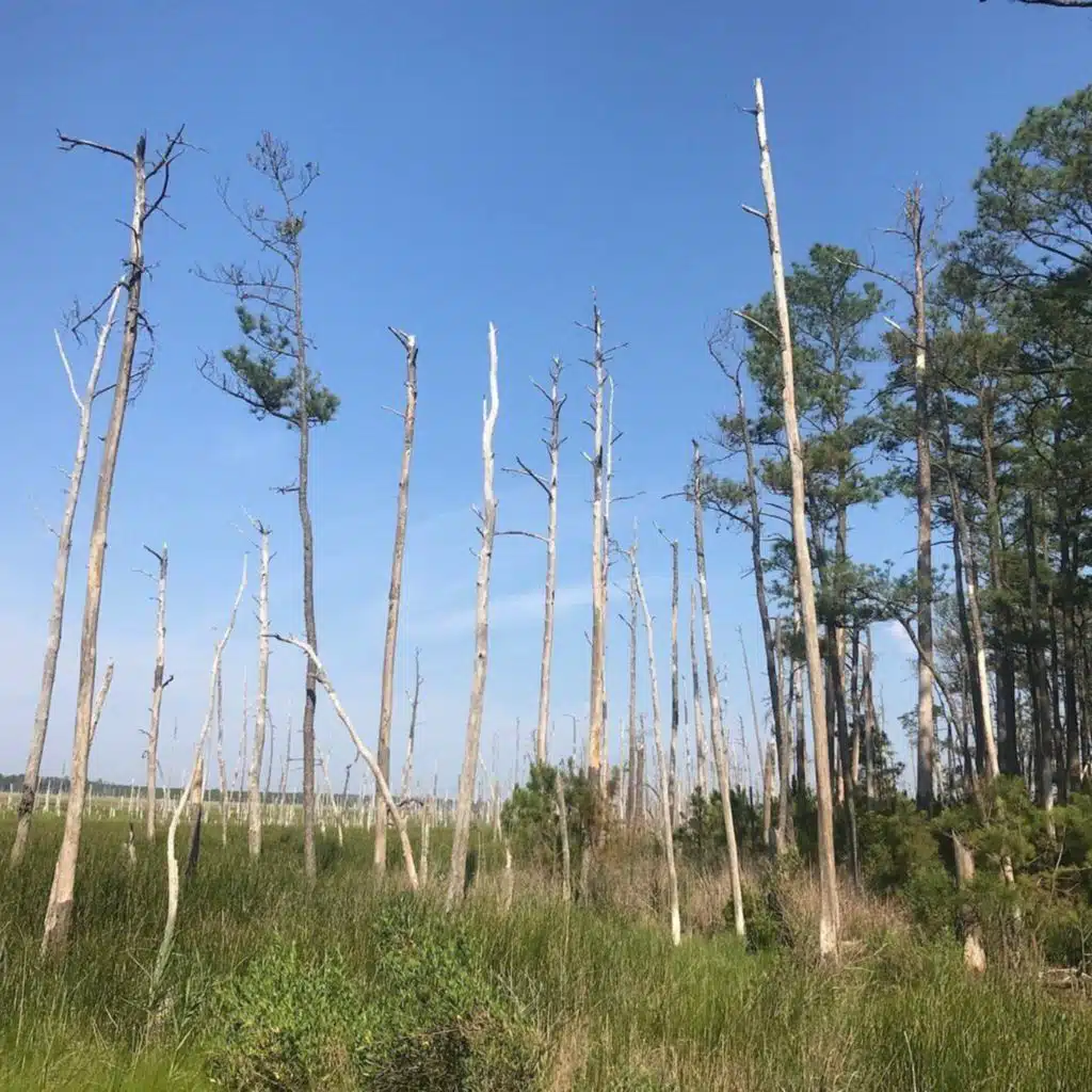 Ep. 538 - Coastal Wetlands, Rising Seas, & Ghost Forests