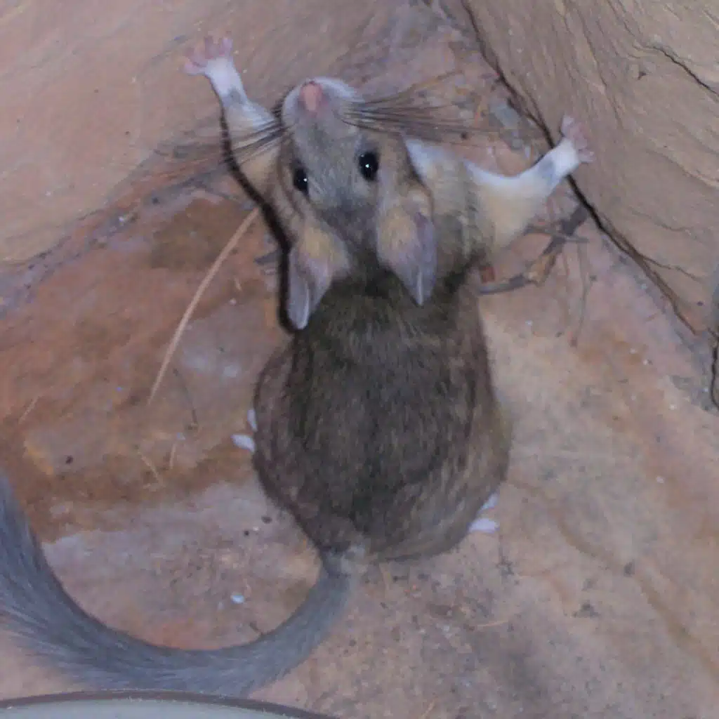 Ep. 495 - Pack Rats & Paleoclimates Revisited