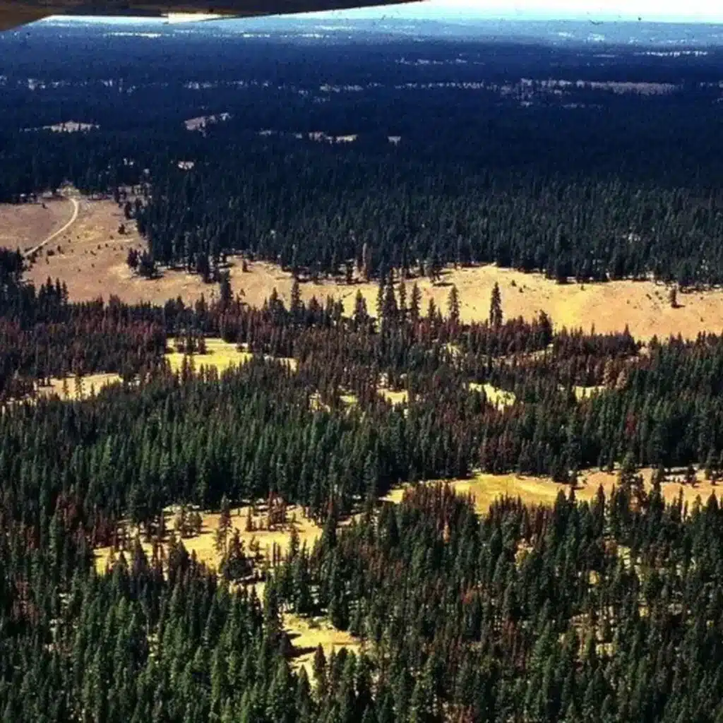 Ep. 480 - Understanding Bark Beetles