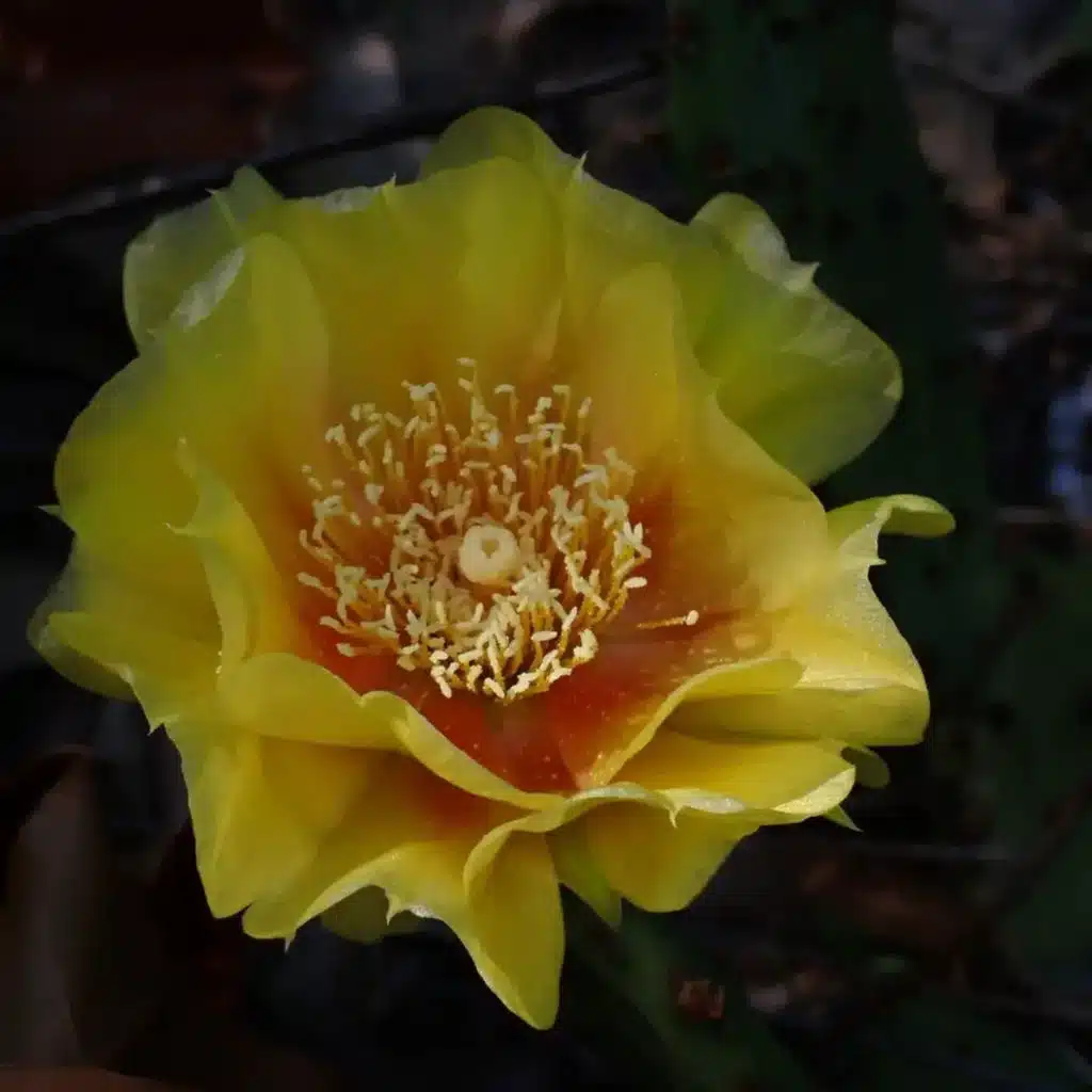 Ep. 523 - Prickly Pear Cacti Are Wonderfully Complex