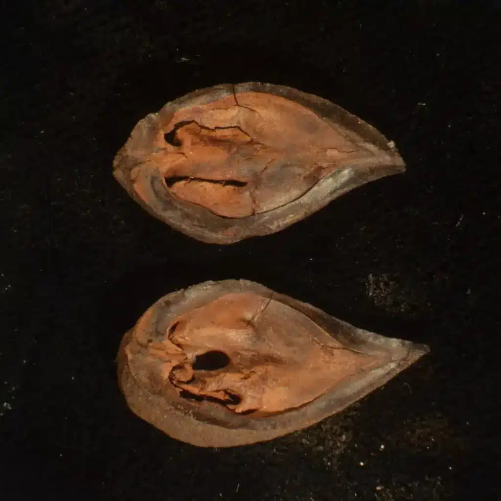 Ep. 482 - Walnuts Above the Arctic Circle?