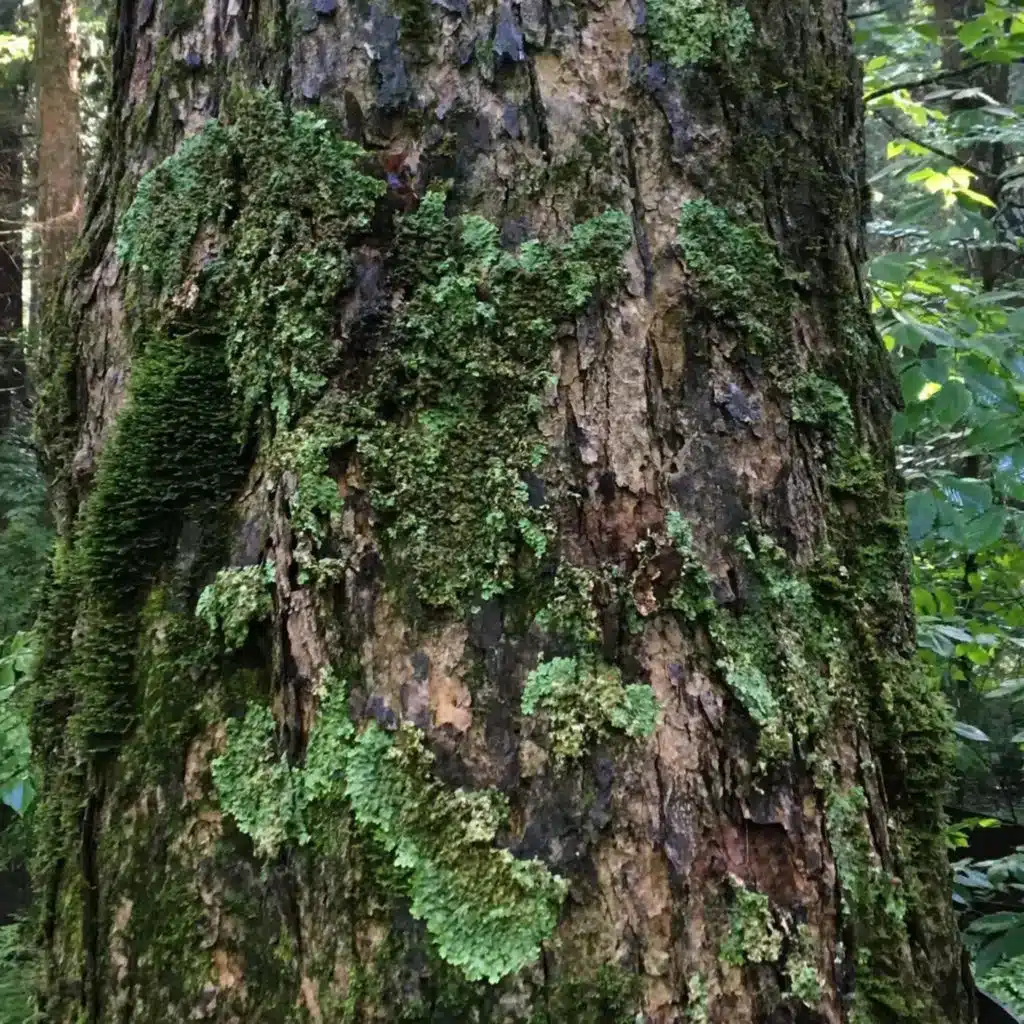 Ep. 510 - Epiphytes & Phorophytes