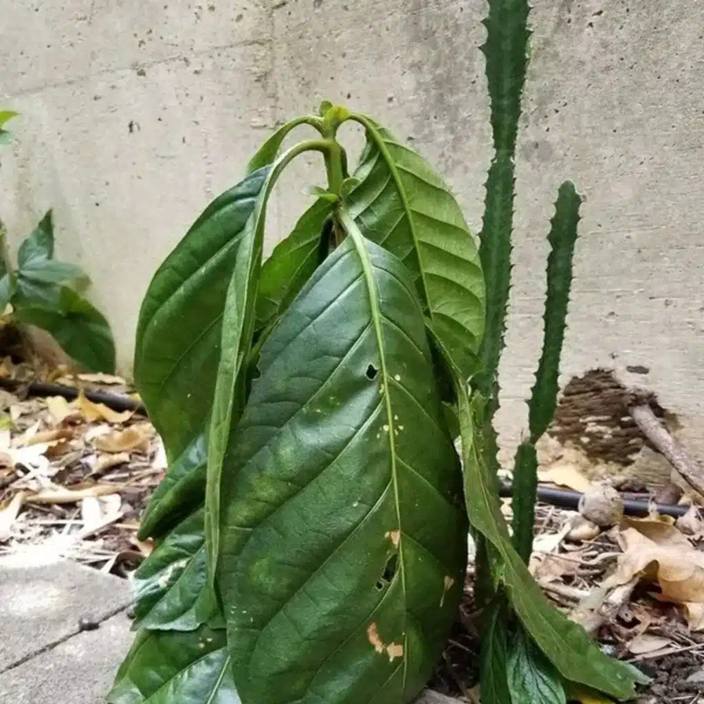 Ep. 458 - Plant Stress