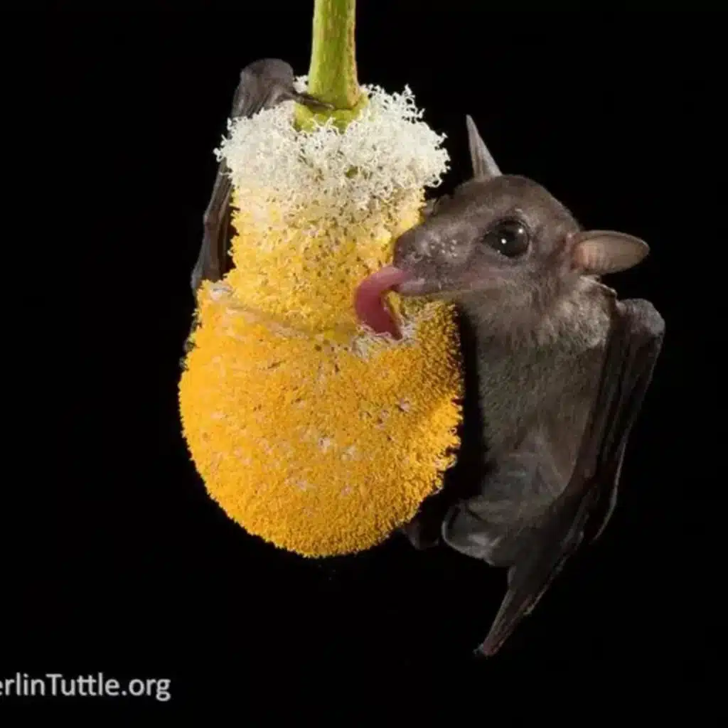 Ep. 446 - Bats: Friends of Plants