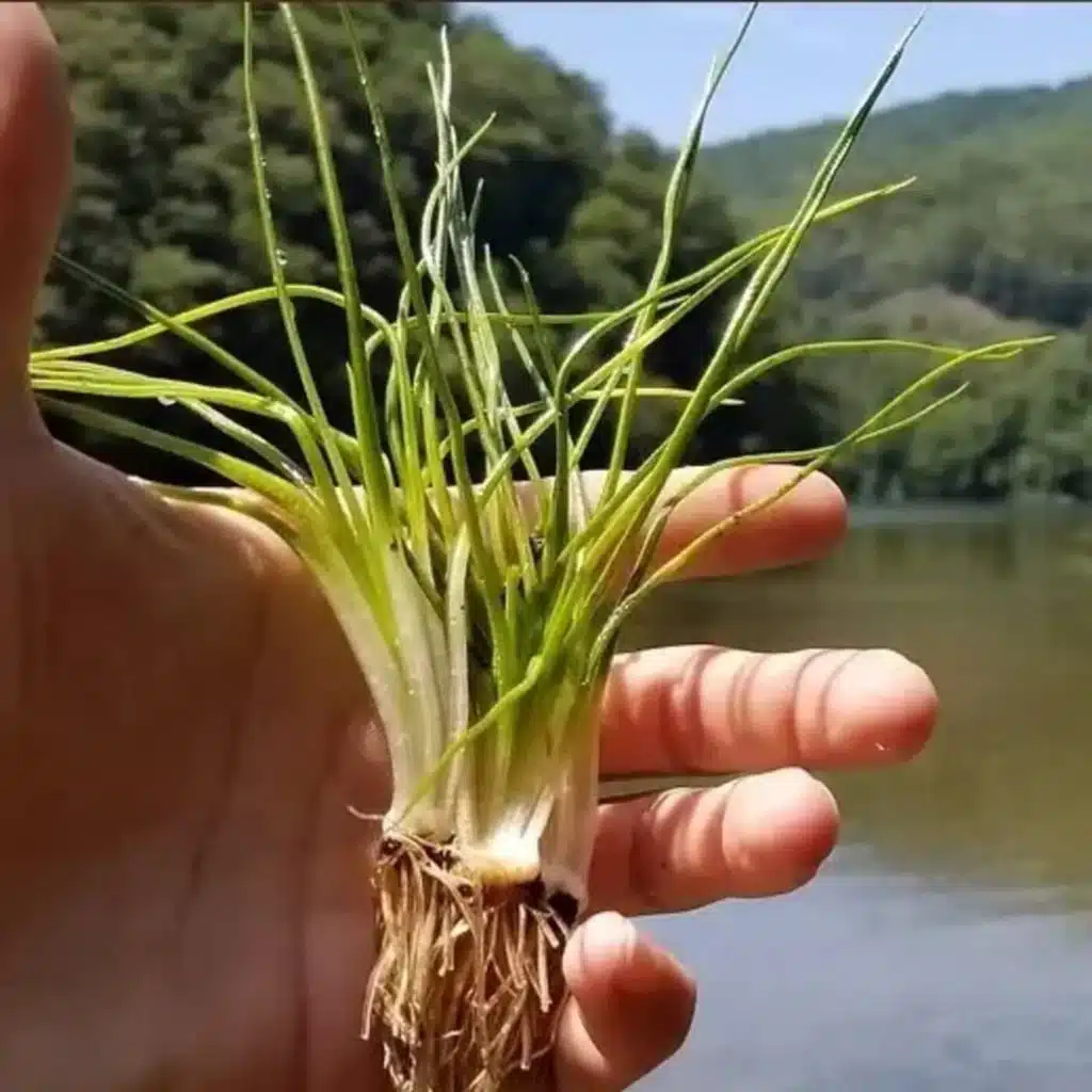 Ep. 535 - Quillworts Revisited