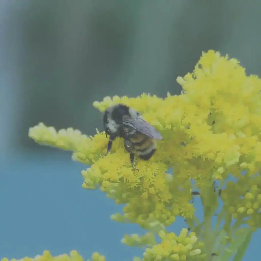 Ep. 531 - Native Plants Feed Ecosystems