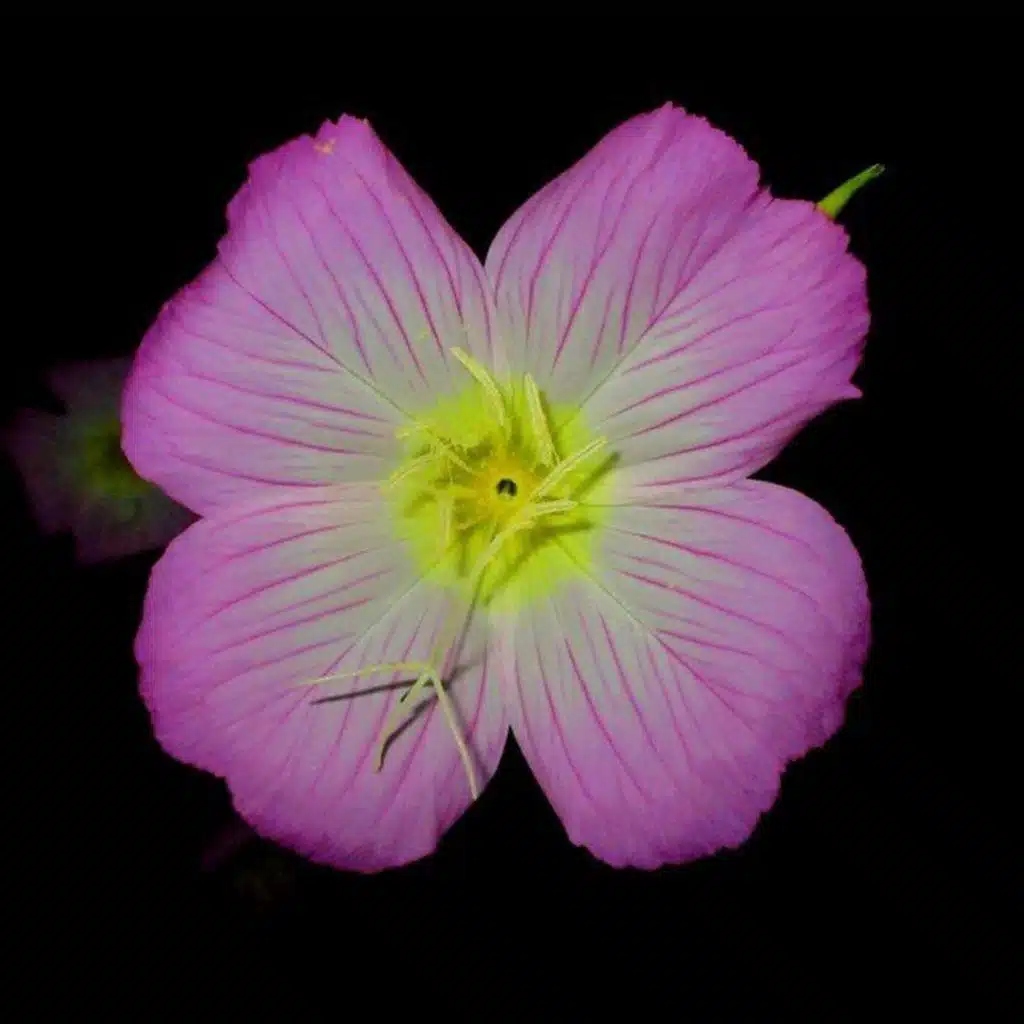 Ep. 460 - Floral Chemistry Revisited