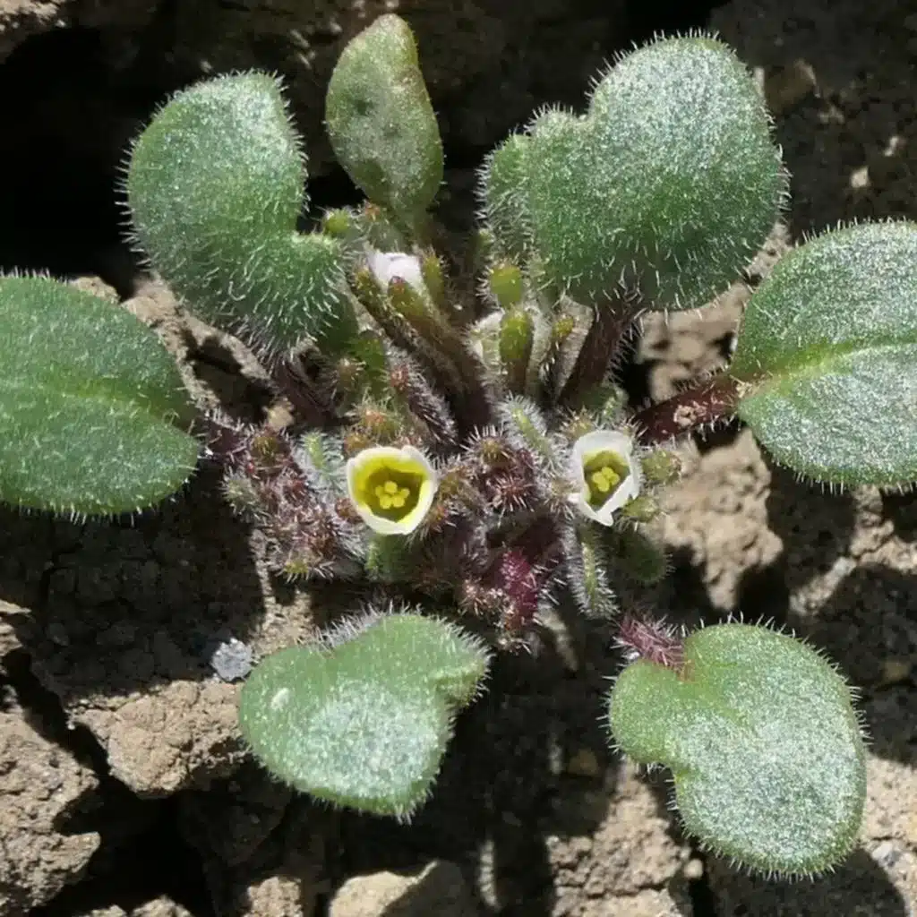 Ep. 521 - Plant Conservation from the Sky