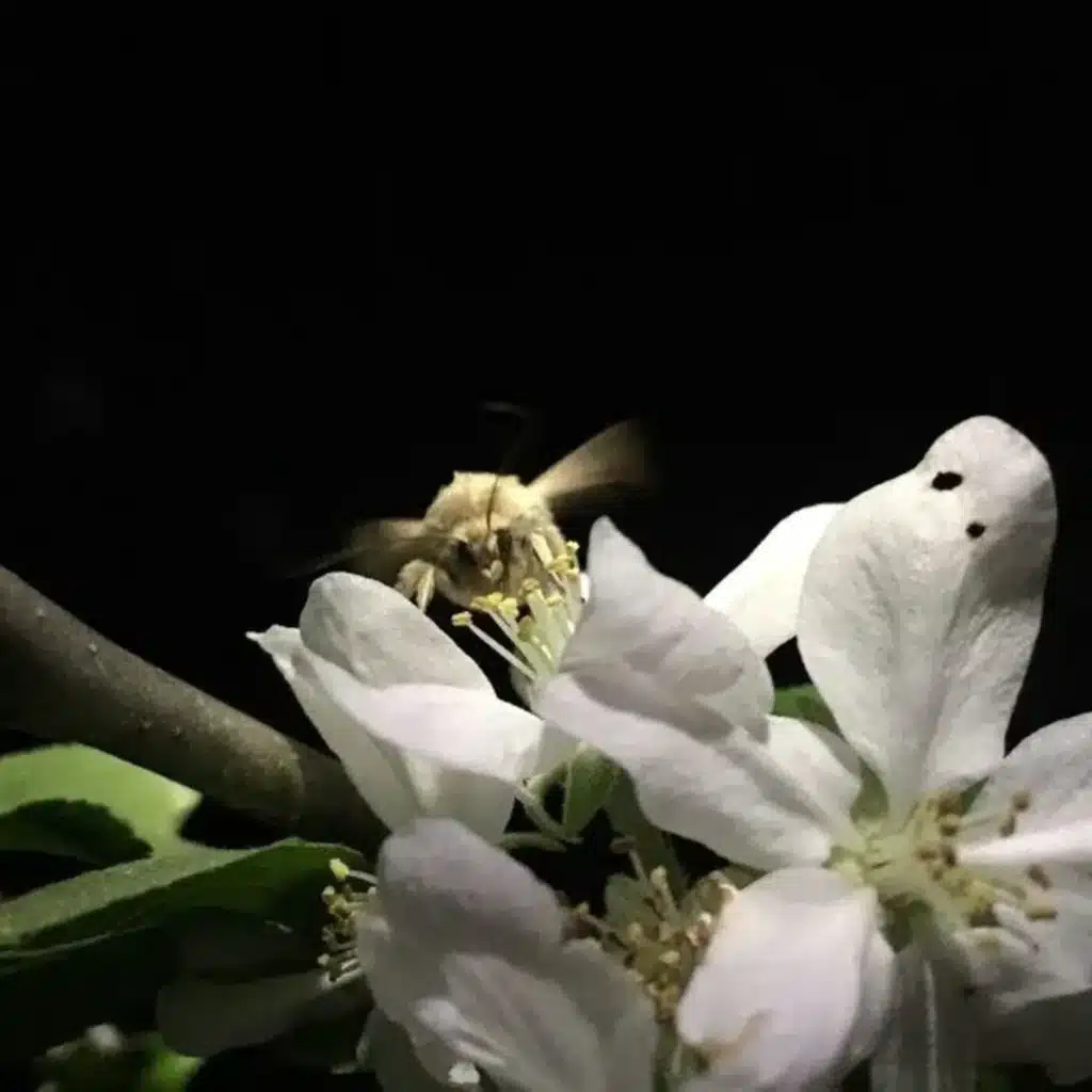 Ep. 434 - Moths are Important Pollinators