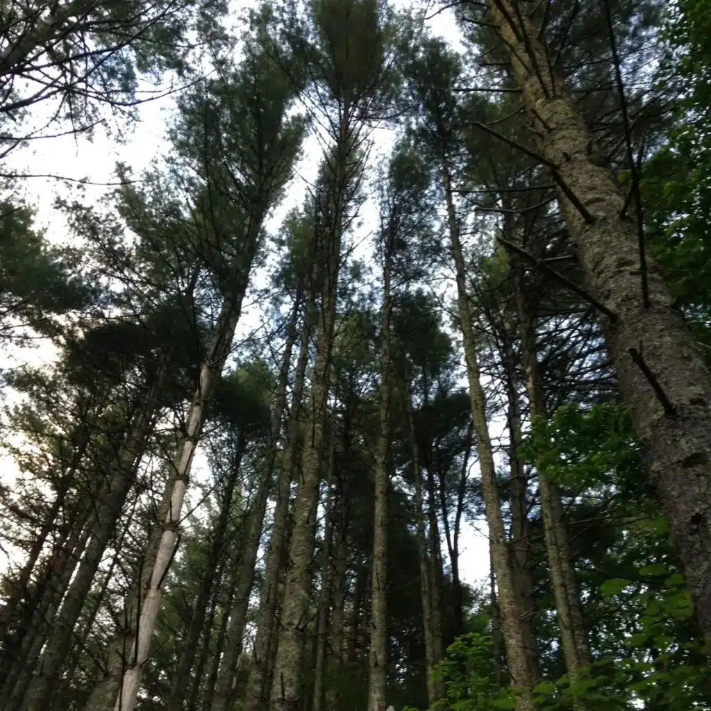 Ep. 526 - Biodiversity & Ecosystem Function