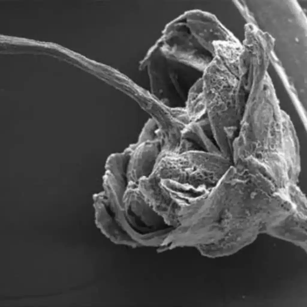 Ep. 465 - Studying Ancient Wildfires