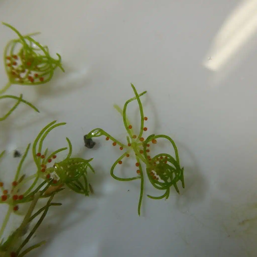 Ep. 435 - Chara Revisited