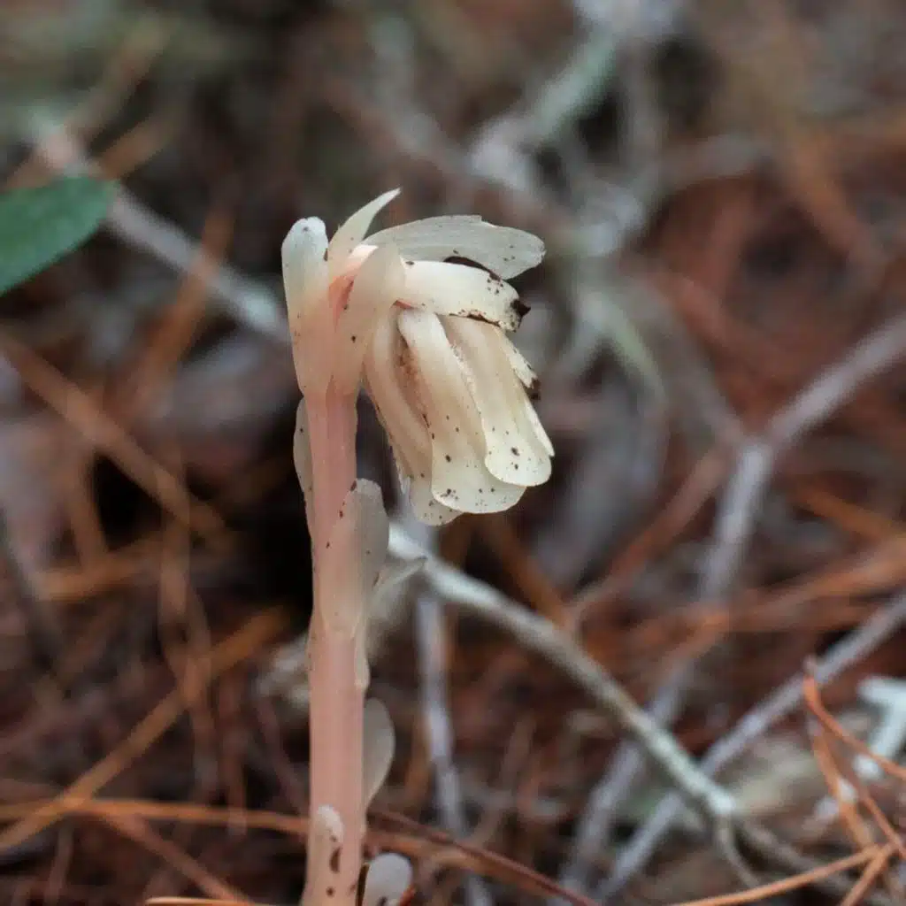 Ep. 543 - Cryptic Ghost Pipe Diversity