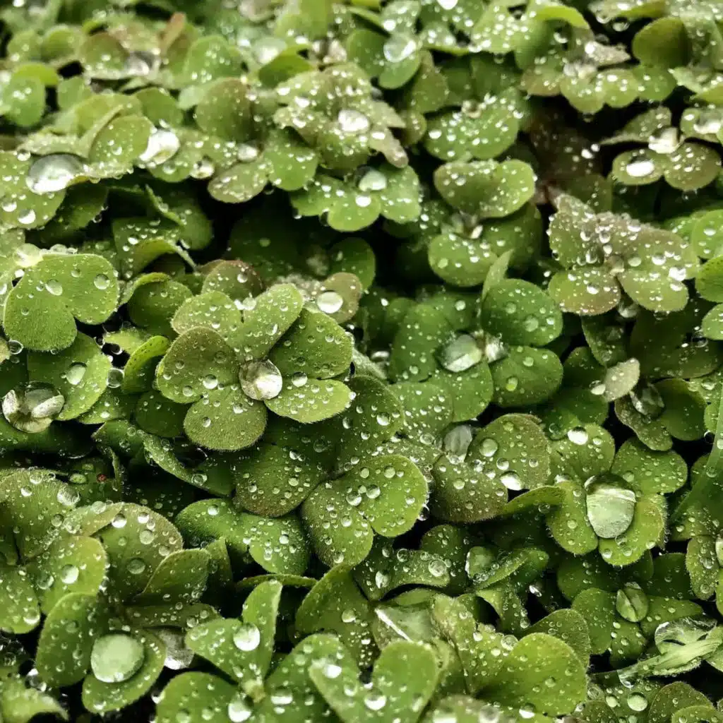 Ep. 457 - The Wild World of Wet Plants