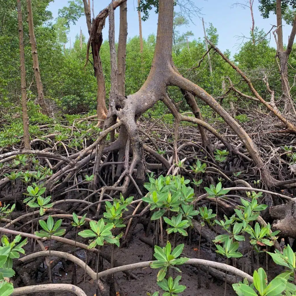 Ep. 512 - The Complexity of Mangrove Ecosystems