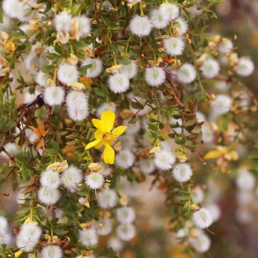 Ep. 504 - The Genetic Mysteries of Creosote Bush