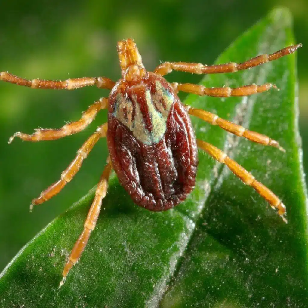 Ep. 529 - Native Plants, Habitat, & Infectious Diseases