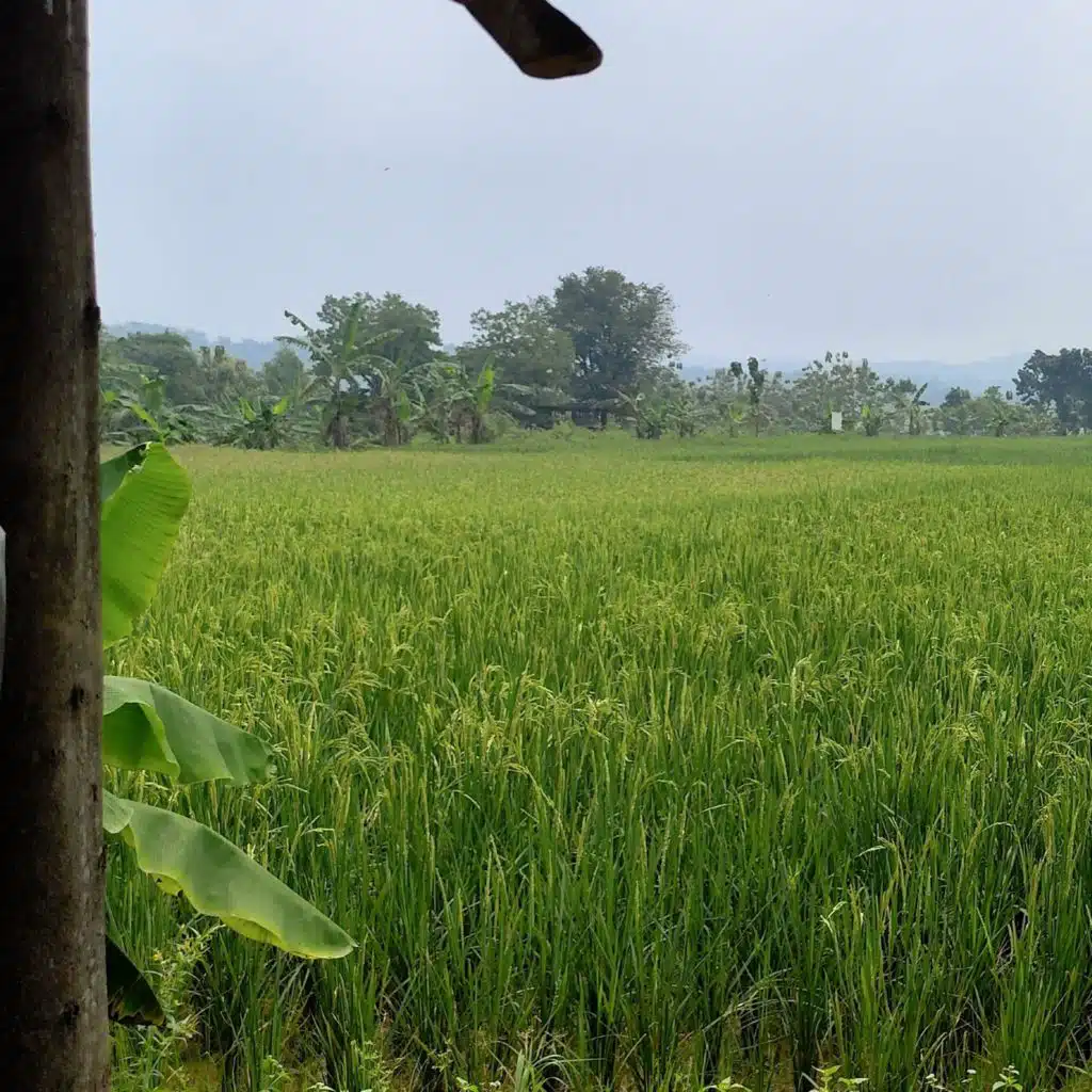 HERALD ERIZZ SENAS RANERA