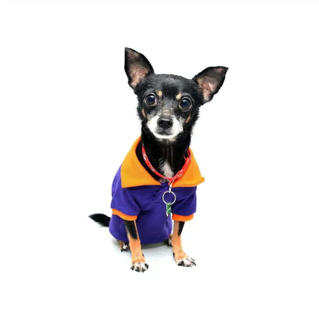 Are we pampering our dogs too much?