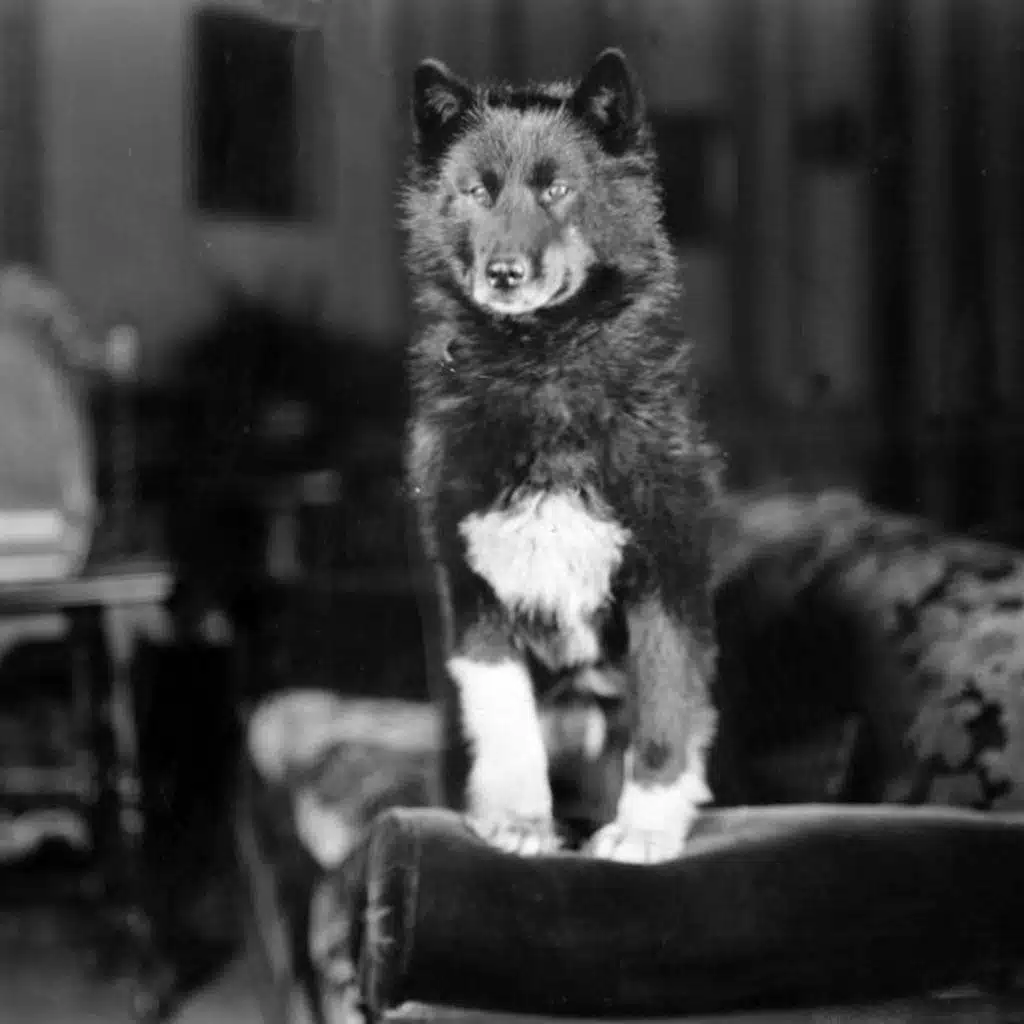 Was Disney’s Balto a True Story?