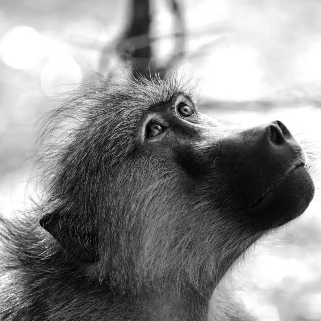 Beyond Anthropomorphism: The Science of Animal Emotions