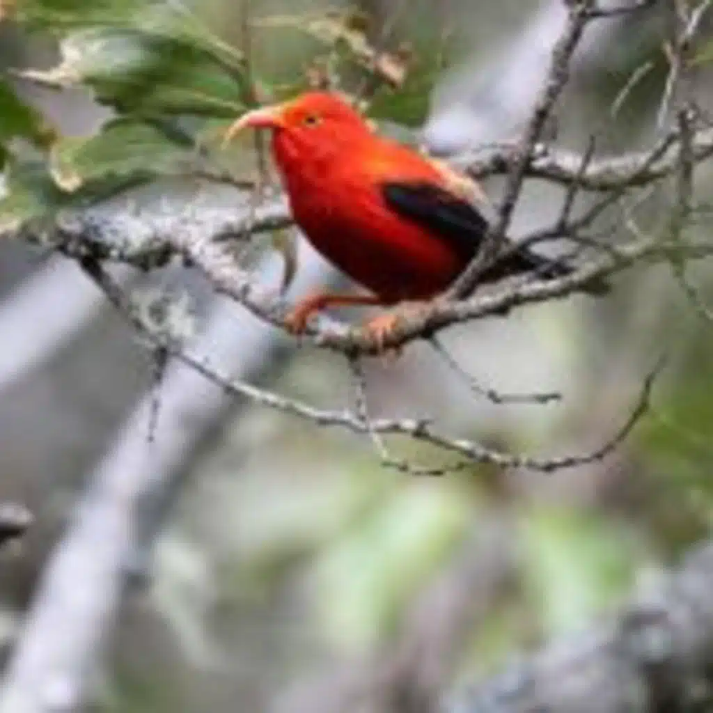 Thursday, February 26, 2026 — Native Hawaiians work to save birds with rich ecological and cultural significance
