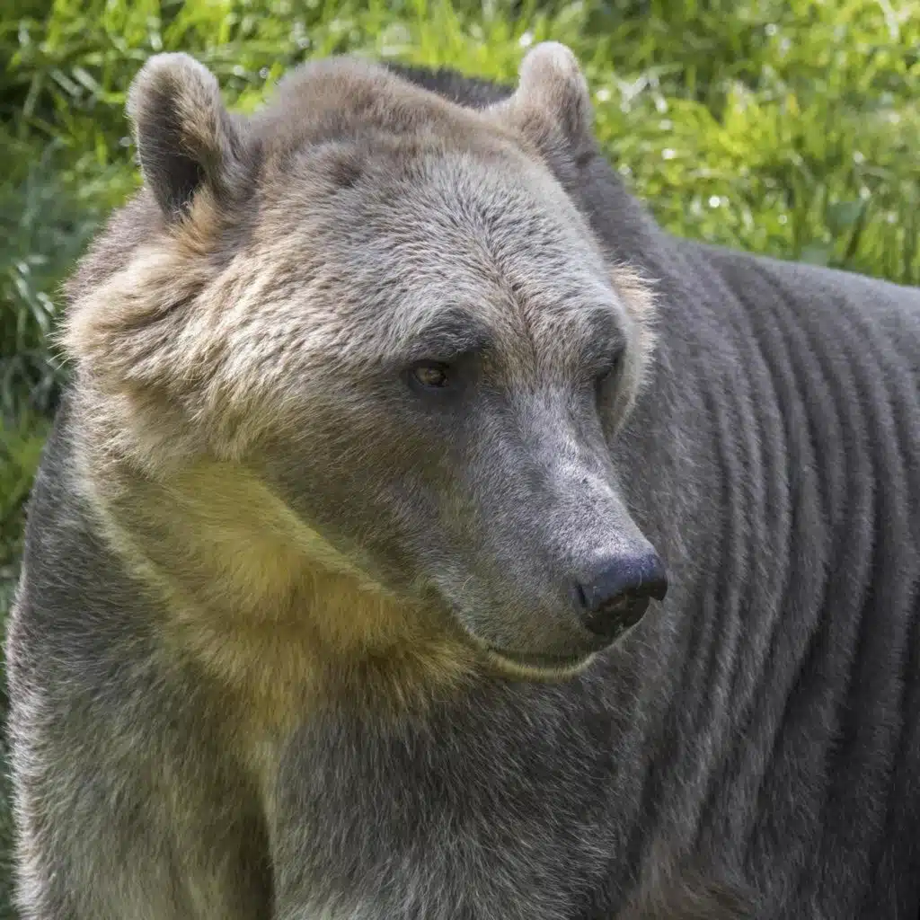 Kaffeebraun statt Schneeweiß? Eisbären im Klimawandel