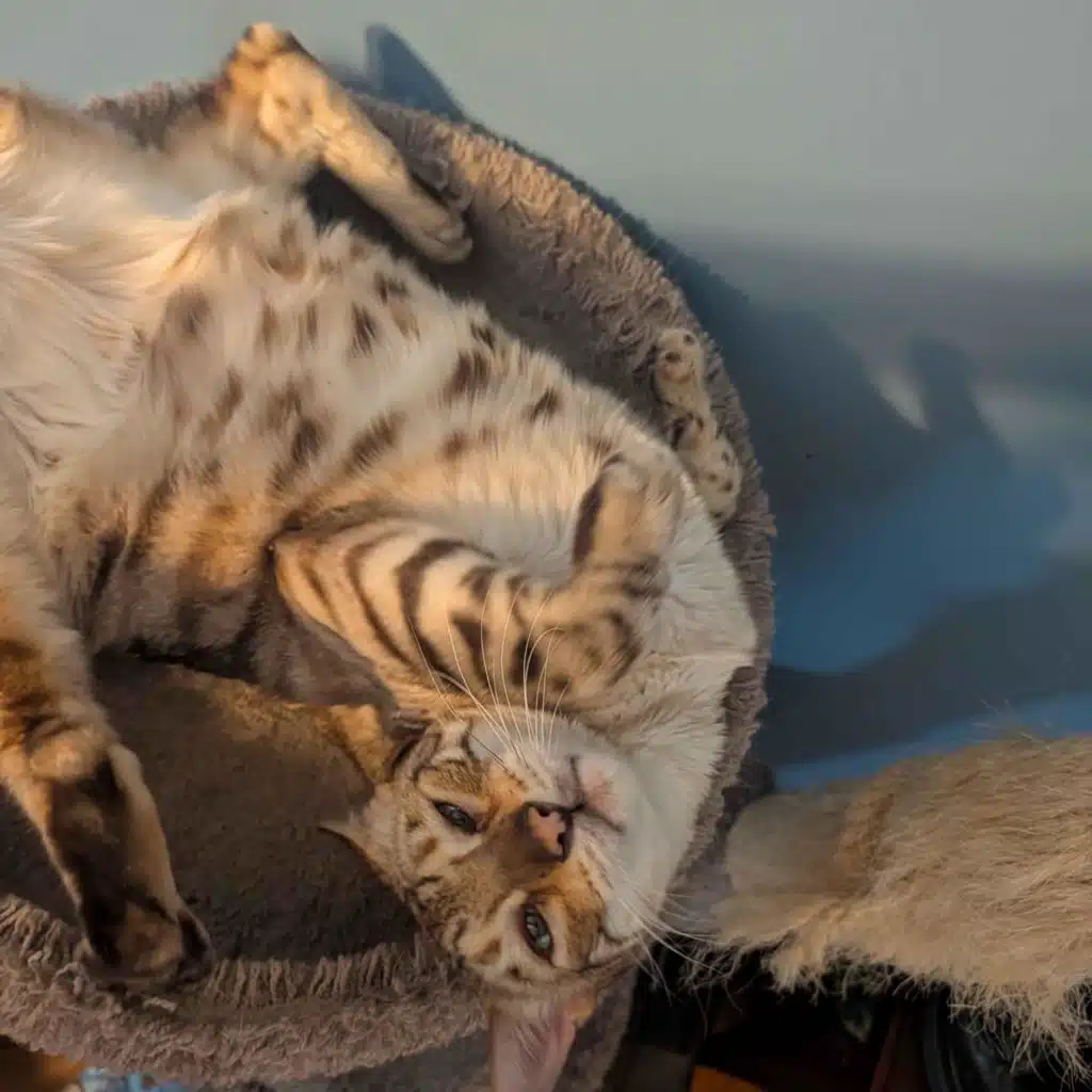 trying to sleep