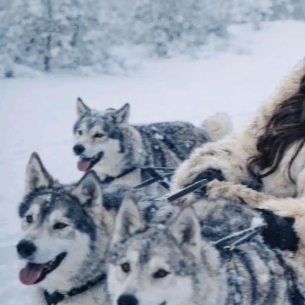 ديب ديب نيتو ديما مخدوعة