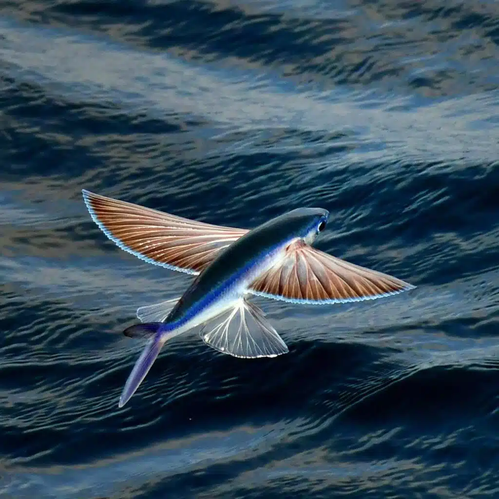 Kinderhörspiel und Geschichten - Philo will fliegen