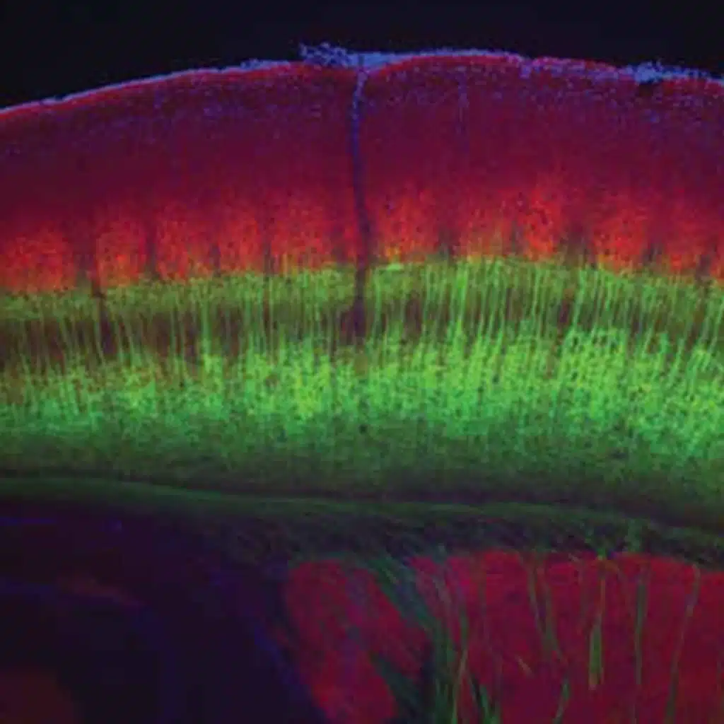 The Chemistry of Perception — Taste, Smell, and the Origins of Sensation (Section 2)