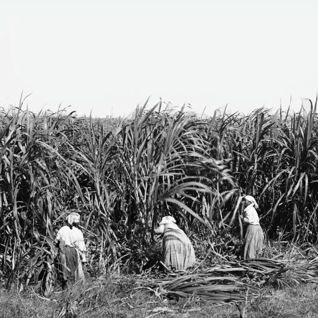 [TEASER] Atlantic Slavery and the Plantation System w/ David McNally