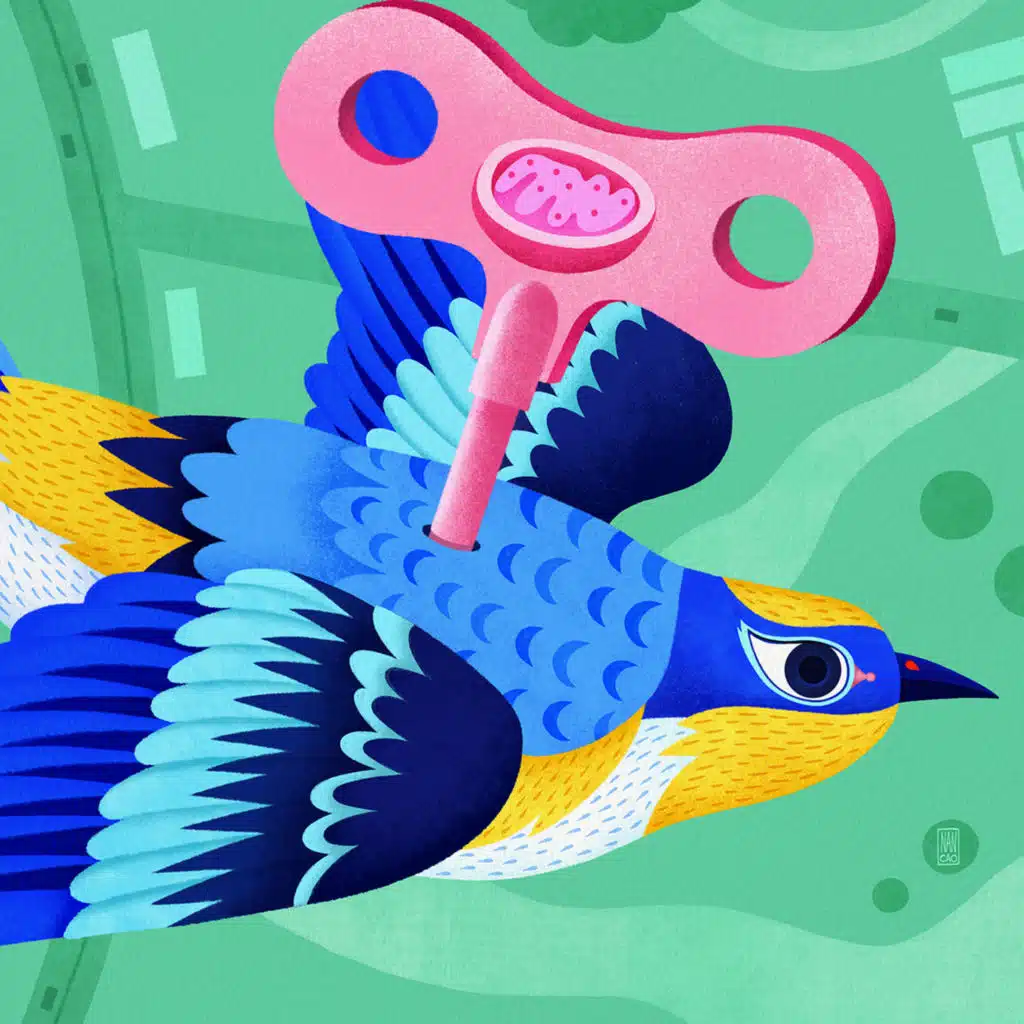 Birds' Migratory Mitochondria