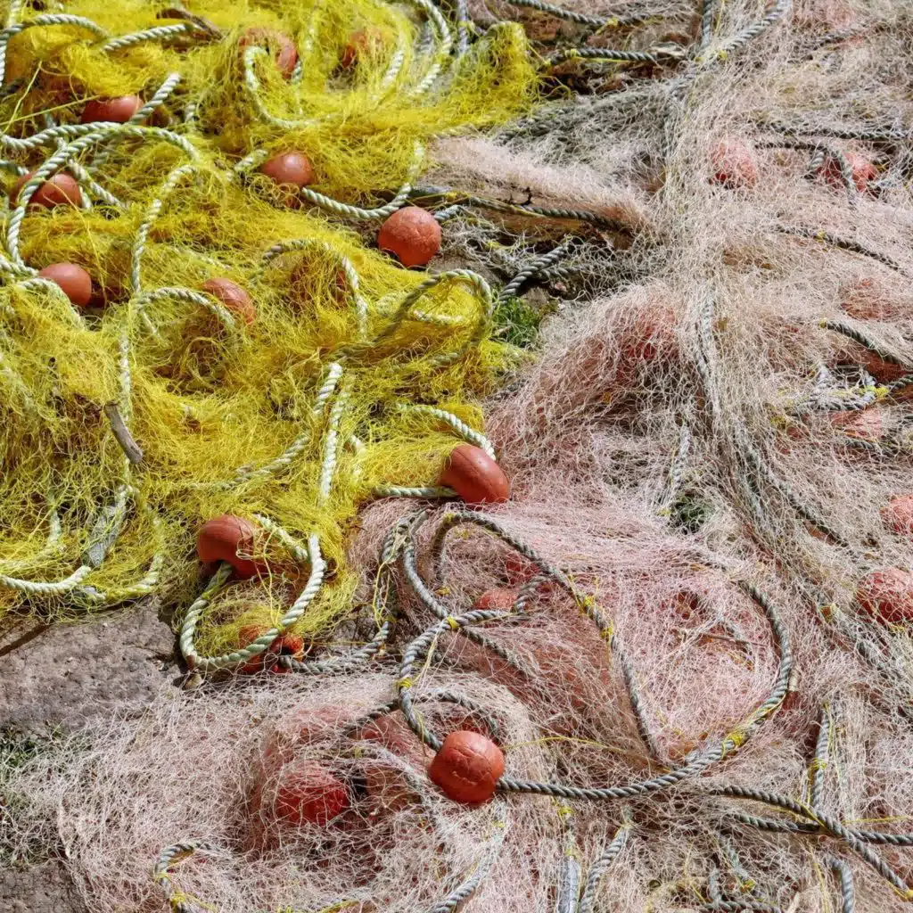 Thousands of protected animals dying in tangle nets