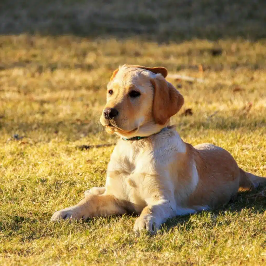 Dog chipping scheme - 10 years on