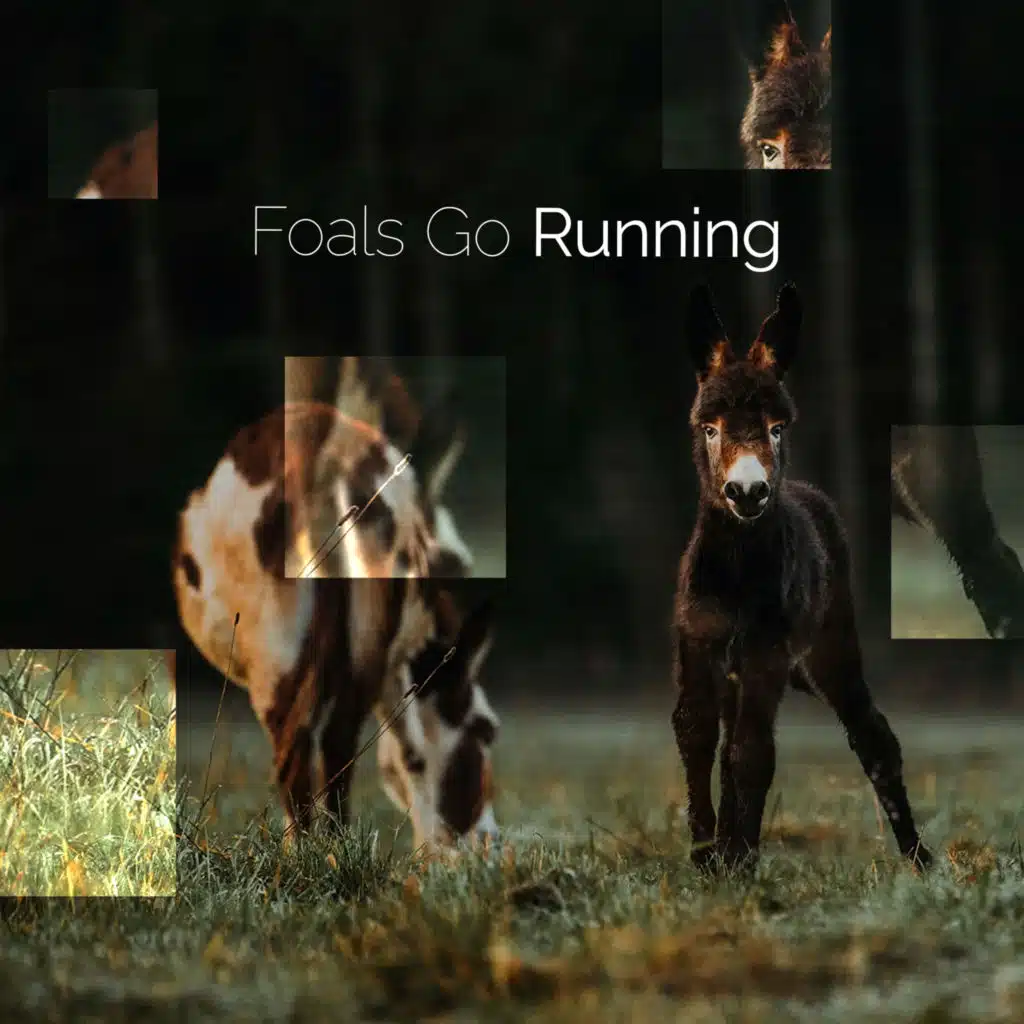 Foals Go Running