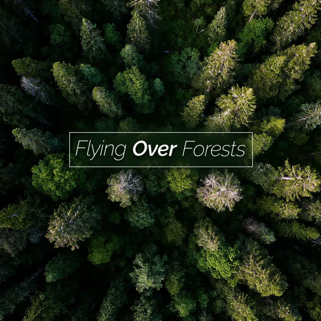 Flying Over Forests