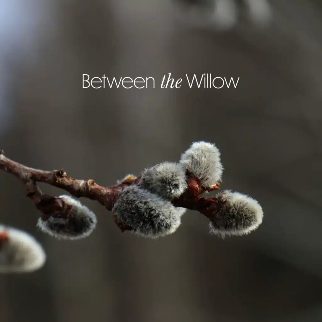 Between the Willow