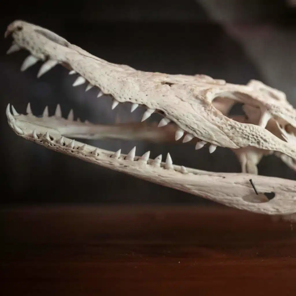 What crocodile bones teach us about dinosaurs