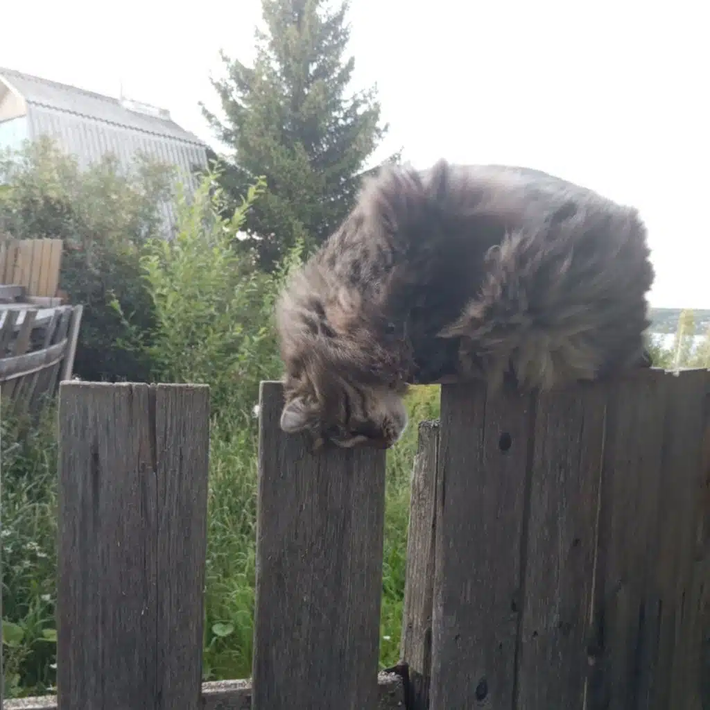 Хоккейный хулега