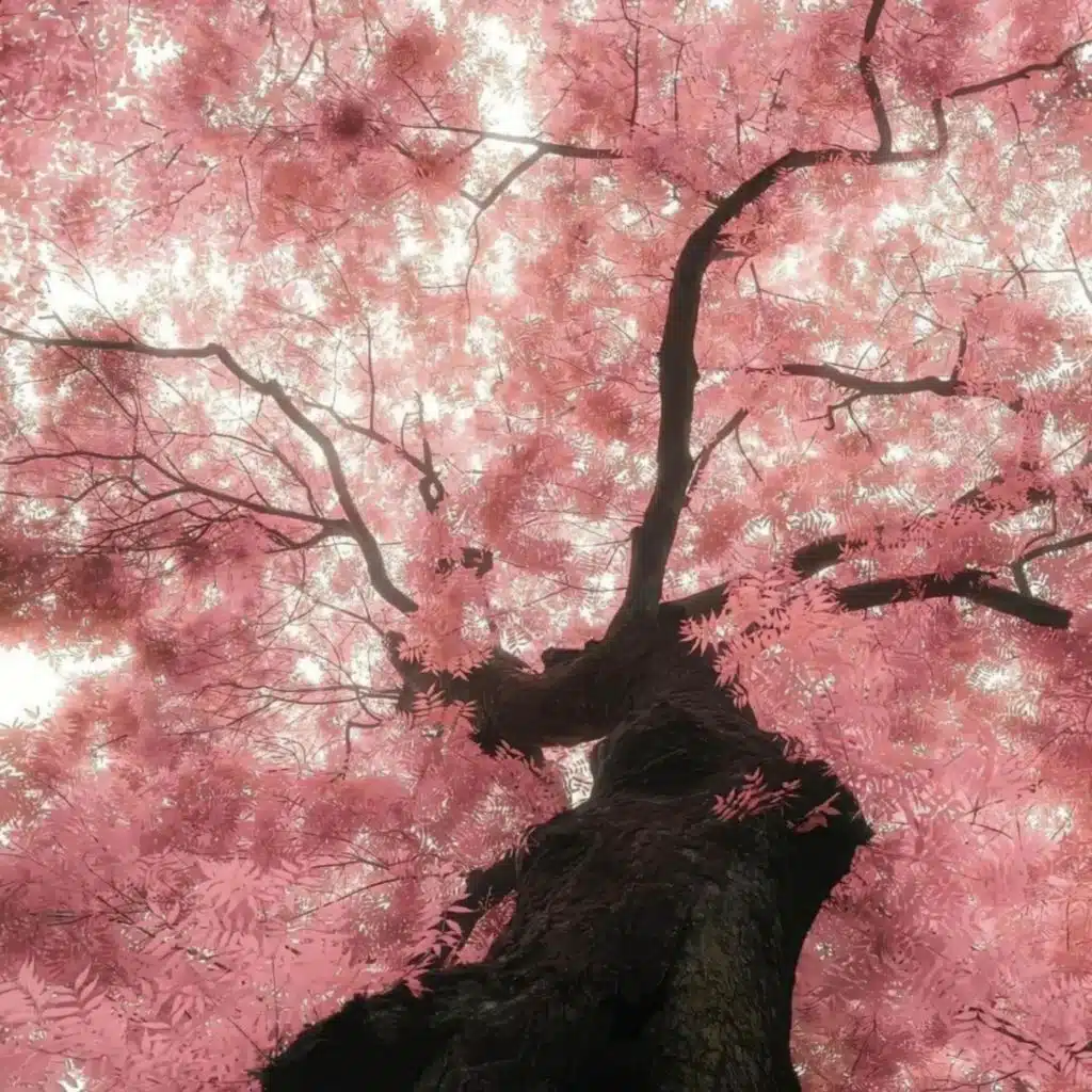 杀青梗